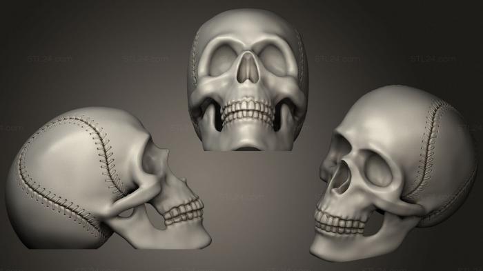 Анатомия скелеты и черепа (Бейсбольный Череп, ANTM_1354) 3D модель для ЧПУ станка