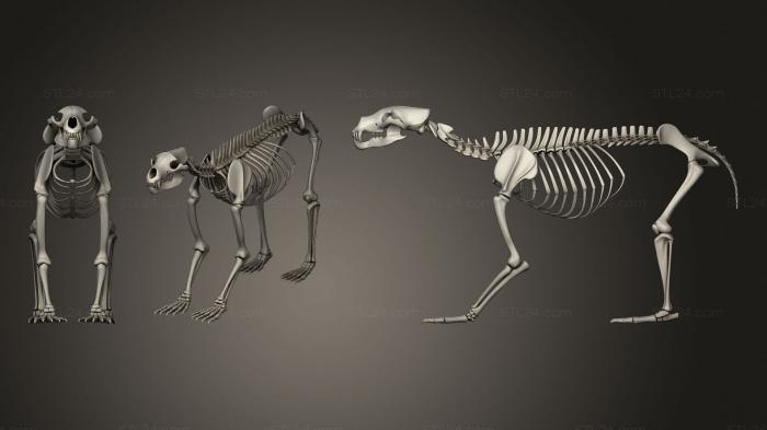 Анатомия скелеты и черепа (Скелет Медведя, ANTM_1356) 3D модель для ЧПУ станка