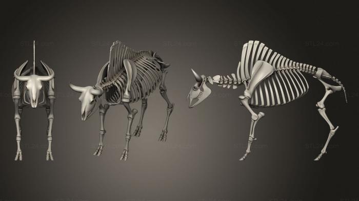 Anatomy of skeletons and skulls (Bison Skeleton, ANTM_1359) 3D models for cnc