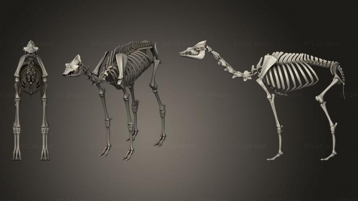 Анатомия скелеты и черепа (Скелет верблюда, ANTM_1369) 3D модель для ЧПУ станка