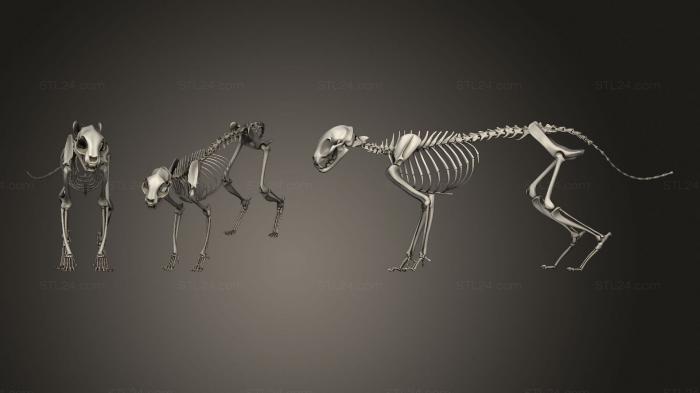 Анатомия скелеты и черепа (Кошачий Скелет, ANTM_1373) 3D модель для ЧПУ станка