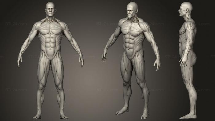 Анатомия скелеты и черепа (Анатомия Мужских мускулов Экорше, ANTM_1380) 3D модель для ЧПУ станка