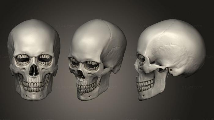 Анатомия скелеты и черепа (Череп Коринтио, ANTM_1383) 3D модель для ЧПУ станка