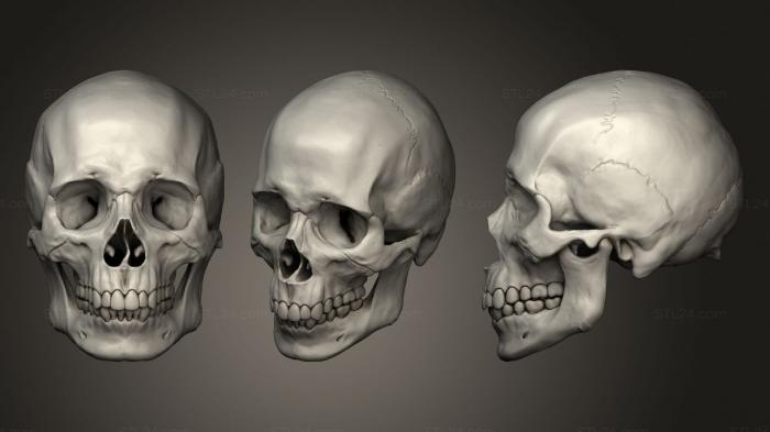 Анатомия скелеты и черепа (Cranio Masculino, ANTM_1386) 3D модель для ЧПУ станка
