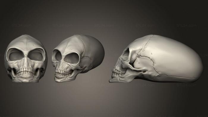 Anatomy of skeletons and skulls (Crystal Skull, ANTM_1392) 3D models for cnc