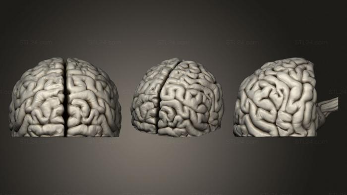 Анатомия скелеты и черепа (Корональный Разрез Глубоких структур головного мозга, ANTM_1400) 3D модель для ЧПУ станка