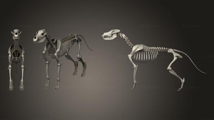 Анатомия скелеты и черепа (Скелет собаки 2, ANTM_1407) 3D модель для ЧПУ станка