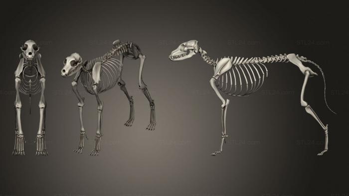 Anatomy of skeletons and skulls (DOG SKELETON2, ANTM_1409) 3D models for cnc