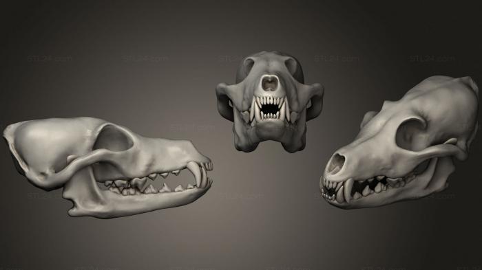 Анатомия скелеты и черепа (Перезагрузка собачьего черепа 2 2, ANTM_1410) 3D модель для ЧПУ станка