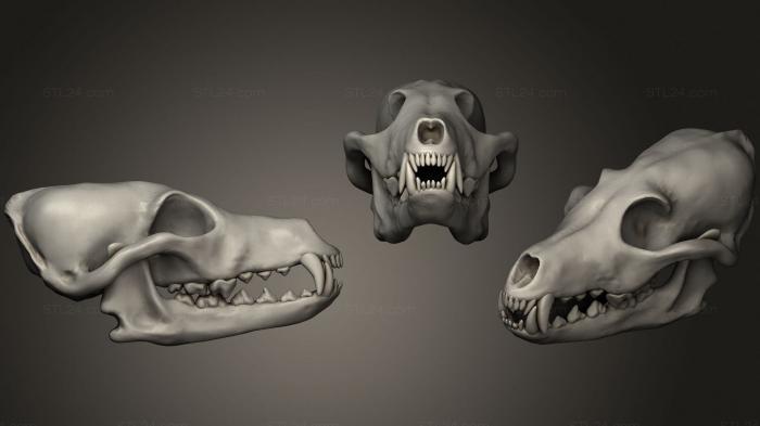 Анатомия скелеты и черепа (Перезагрузка собачьего черепа 2, ANTM_1411) 3D модель для ЧПУ станка
