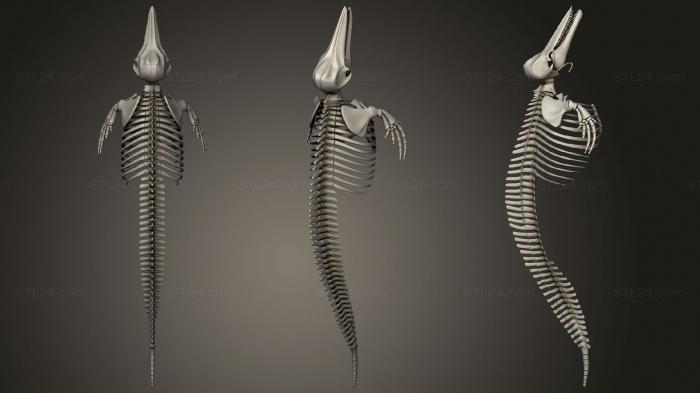 Anatomy of skeletons and skulls (Dolphin Skeleton, ANTM_1412) 3D models for cnc