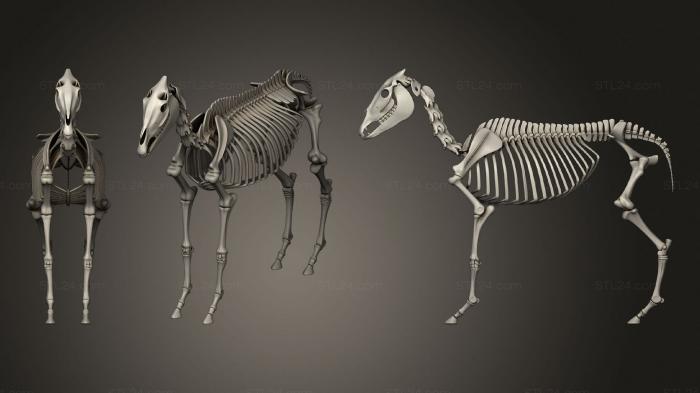 Анатомия скелеты и черепа (Скелет Осла, ANTM_1413) 3D модель для ЧПУ станка