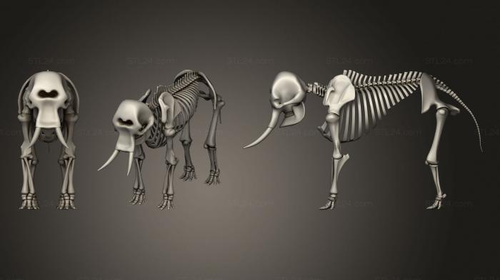 Анатомия скелеты и черепа (Скелет слона, ANTM_1421) 3D модель для ЧПУ станка