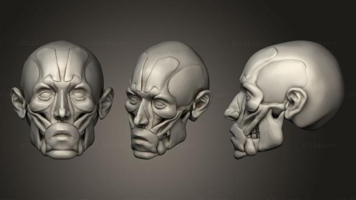 Анатомия скелеты и черепа (Экор для лица, ANTM_1422) 3D модель для ЧПУ станка