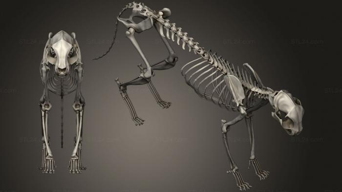 Anatomy of skeletons and skulls (Feline Skeleton Dec, ANTM_1426) 3D models for cnc