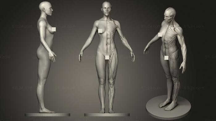 Анатомия скелеты и черепа (Женское экорше, ANTM_1427) 3D модель для ЧПУ станка