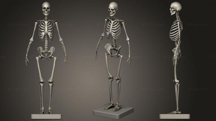 Анатомия скелеты и черепа (Женский Скелет, ANTM_1433) 3D модель для ЧПУ станка
