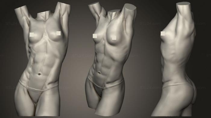 Анатомия скелеты и черепа (Анатомия женского торса, ANTM_1434) 3D модель для ЧПУ станка