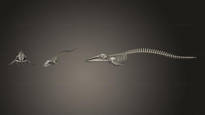 Анатомия скелеты и черепа (Скелет Плавникового кита, ANTM_1435) 3D модель для ЧПУ станка