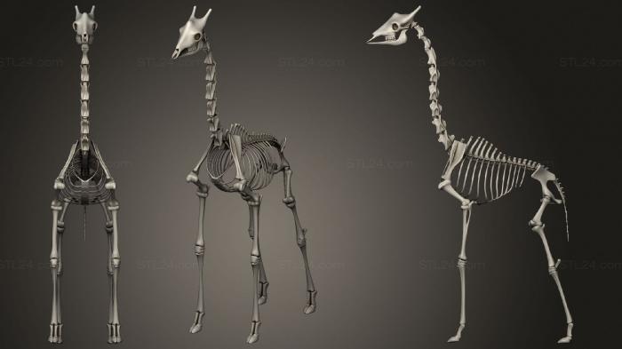 Anatomy of skeletons and skulls (Giraffe Skeleton, ANTM_1442) 3D models for cnc