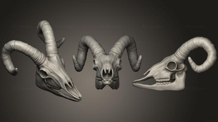 Анатомия скелеты и черепа (Козий Череп, ANTM_1443) 3D модель для ЧПУ станка