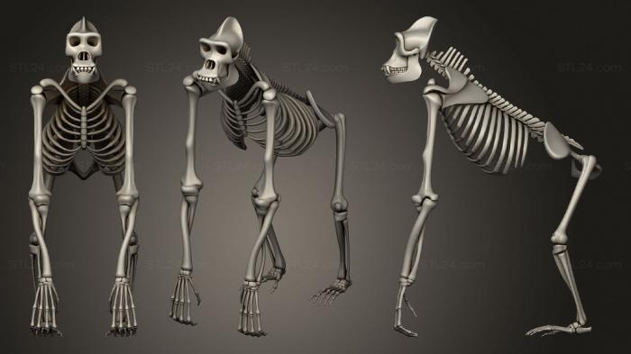 Anatomy of skeletons and skulls (Gorilla Skeleton, ANTM_1445) 3D models for cnc