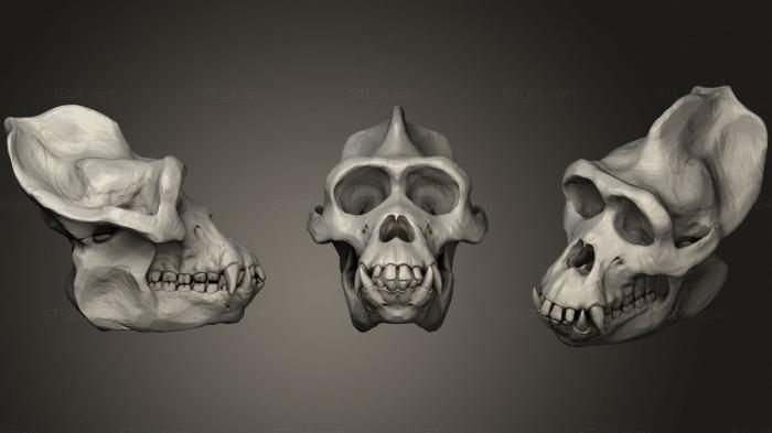 Anatomy of skeletons and skulls (Gorilla Skull, ANTM_1446) 3D models for cnc