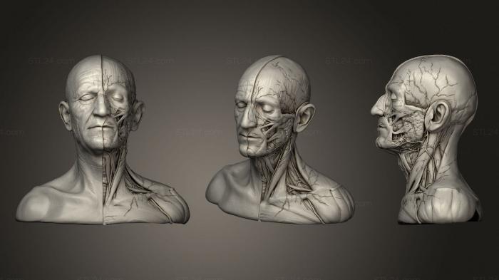 Анатомия скелеты и черепа (Анатомия головы и шеи 2019, ANTM_1458) 3D модель для ЧПУ станка
