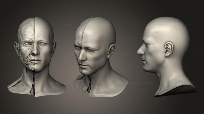 Анатомия скелеты и черепа (Анатомия головы для художника, ANTM_1459) 3D модель для ЧПУ станка