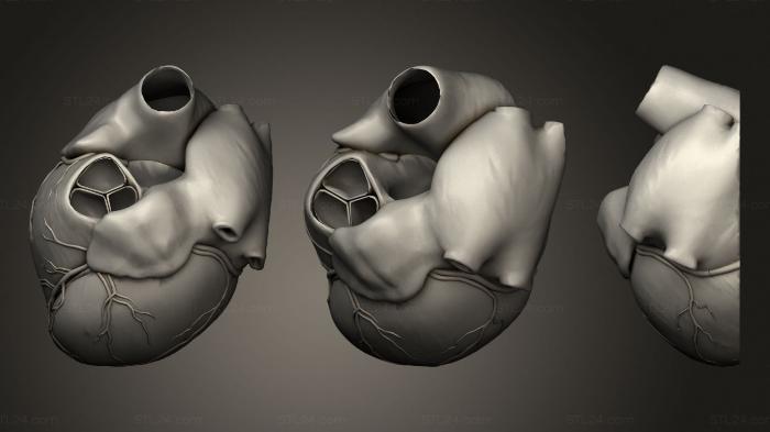 Анатомия скелеты и черепа (Сердце хорошего разреза 1 567, ANTM_1463) 3D модель для ЧПУ станка