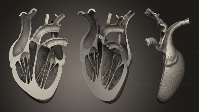 Анатомия скелеты и черепа (Разрезанное сердце, ANTM_1464) 3D модель для ЧПУ станка