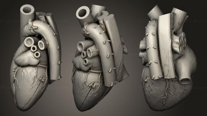 Анатомия скелеты и черепа (Ваза в Форме Сердца Для Цветов, ANTM_1465) 3D модель для ЧПУ станка