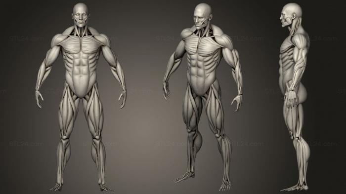 Anatomy of skeletons and skulls (Highly Detailed Human Muscles Male, ANTM_1468) 3D models for cnc