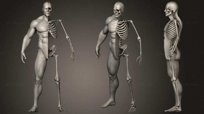 Anatomy of skeletons and skulls (Highly Detailed Human Skeleton Male, ANTM_1469) 3D models for cnc
