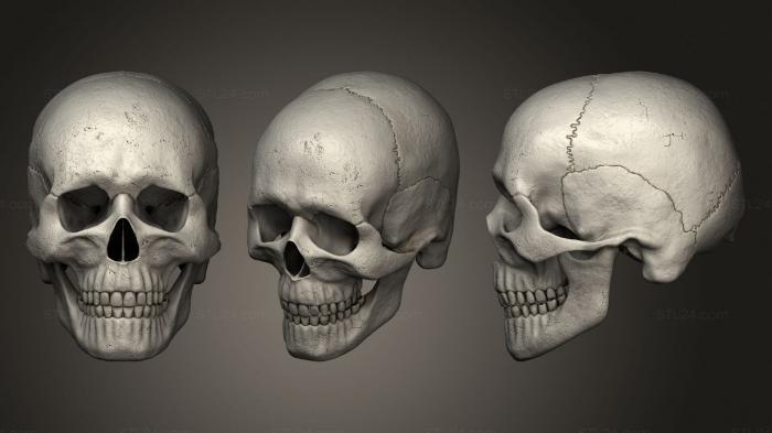 Anatomy of skeletons and skulls (Highly Detailed Human Skull, ANTM_1470) 3D models for cnc