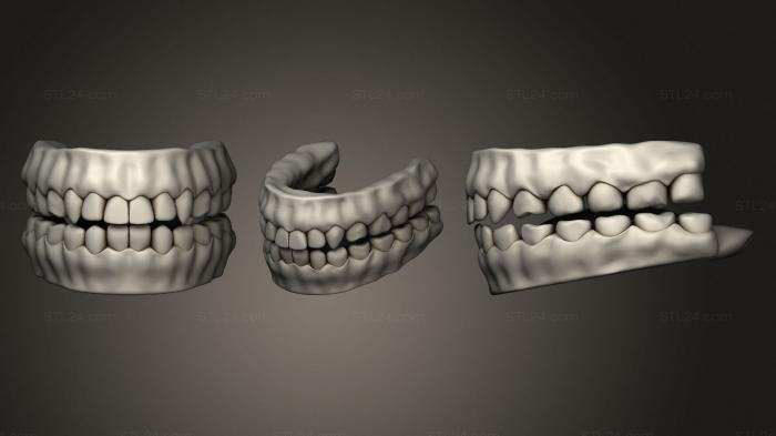 Анатомия скелеты и черепа (Высокодетализированные Человеческие Зубы, ANTM_1471) 3D модель для ЧПУ станка