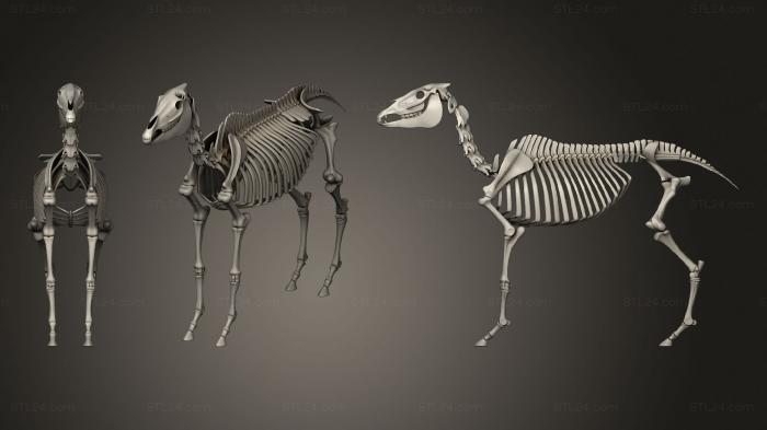 Анатомия скелеты и черепа (Скелет Лошади 2 567, ANTM_1473) 3D модель для ЧПУ станка