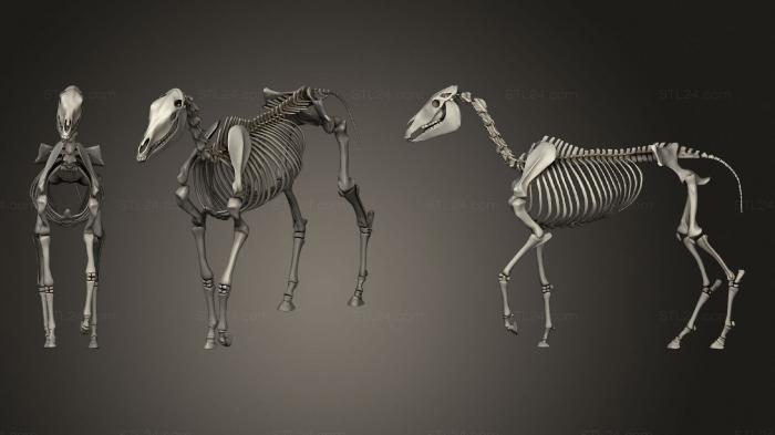 Анатомия скелеты и черепа (Скелет Лошади, ANTM_1474) 3D модель для ЧПУ станка