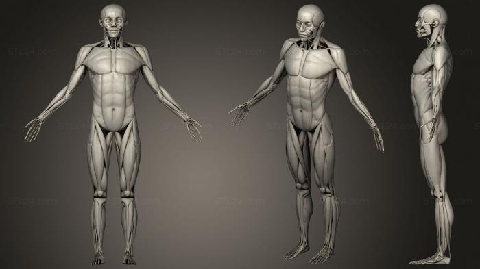 Анатомия скелеты и черепа (АНАТОМИЯ ЧЕЛОВЕКА МЫШЦА, ANTM_1476) 3D модель для ЧПУ станка