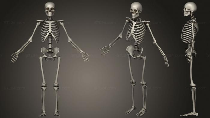 Анатомия скелеты и черепа (АНАТОМИЯ ЧЕЛОВЕКА СКЕЛЕТ, ANTM_1477) 3D модель для ЧПУ станка