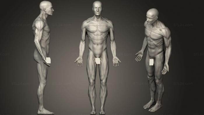 Anatomy of skeletons and skulls (Human anatomy, ANTM_1478) 3D models for cnc
