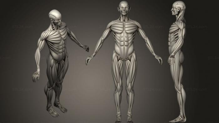 Анатомия скелеты и черепа (Человеческие Кости и мышцы, ANTM_1481) 3D модель для ЧПУ станка
