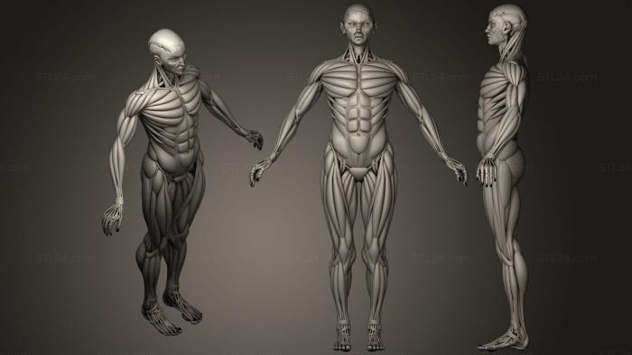 Анатомия скелеты и черепа (Человеческие Кости, Мышцы и Жиры, ANTM_1482) 3D модель для ЧПУ станка
