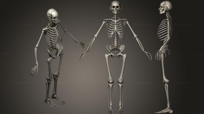 Анатомия скелеты и черепа (Человеческие кости, ANTM_1483) 3D модель для ЧПУ станка