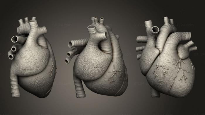Анатомия скелеты и черепа (Человеческое Сердце, ANTM_1484) 3D модель для ЧПУ станка