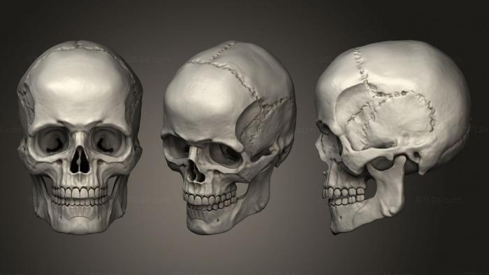 Анатомия скелеты и черепа (Человеческий Мужской Череп, ANTM_1486) 3D модель для ЧПУ станка