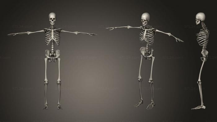 Анатомия скелеты и черепа (Костная система человека 001, ANTM_1488) 3D модель для ЧПУ станка