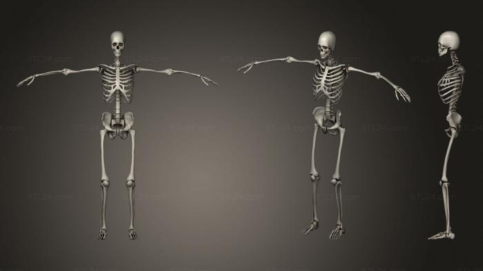 Anatomy of skeletons and skulls (Human Skeletal System 002, ANTM_1489) 3D models for cnc