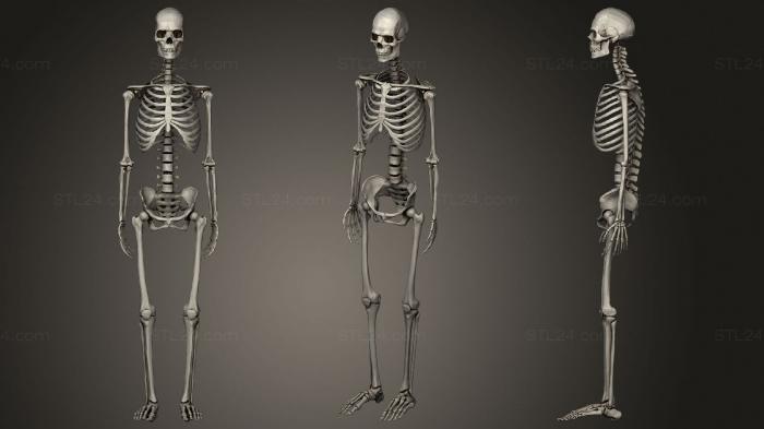 Anatomy of skeletons and skulls (Human skeleton Esqueleto Humano, ANTM_1490) 3D models for cnc