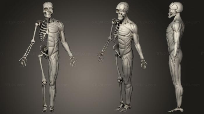 Anatomy of skeletons and skulls (Human Skeleton Muscles, ANTM_1491) 3D models for cnc